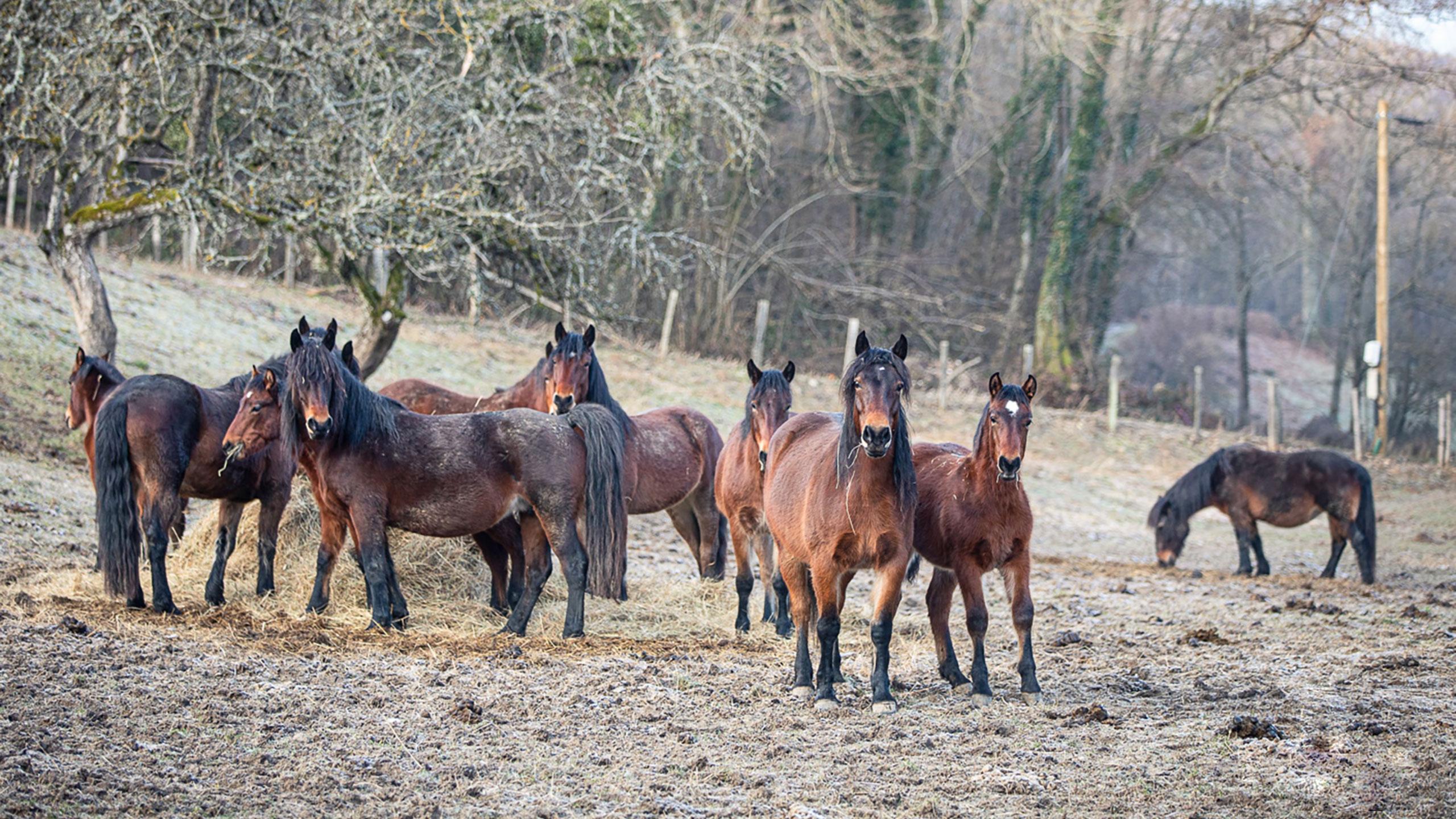 Troupeau de Chevaux du Vercors de Barraquand en pâture