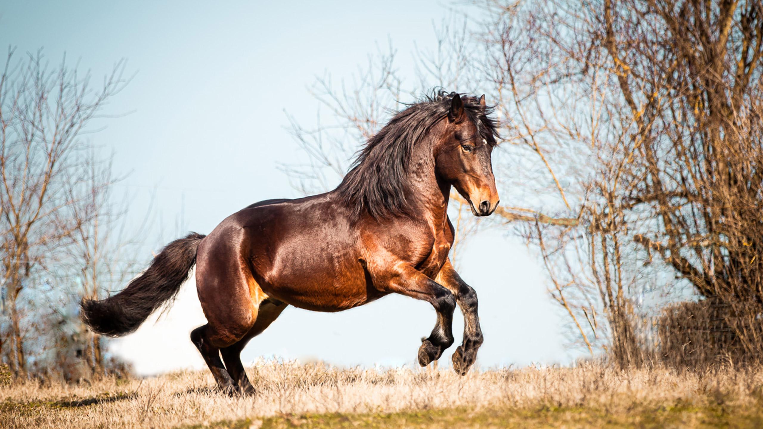 Étalon Cheval du Vercors de Barraquand